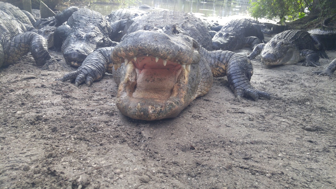 Photo of Others in Historic Downtown Kissimmee