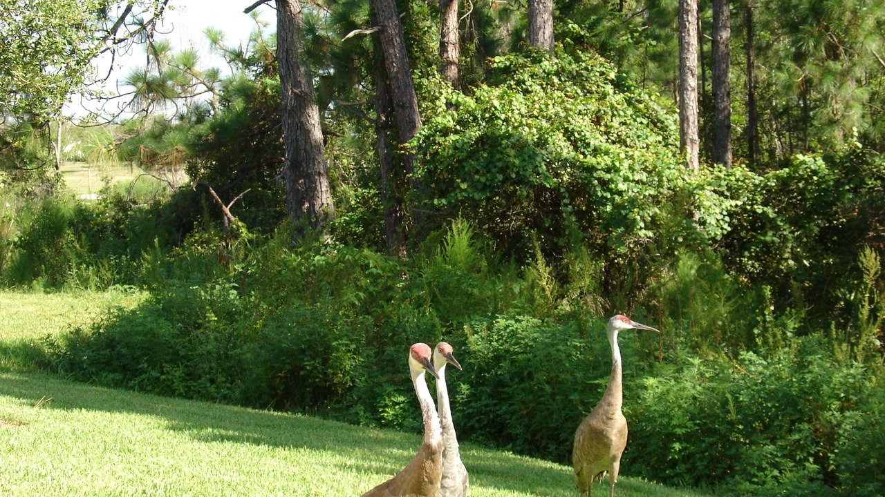 Photo of Others in Orange Tree