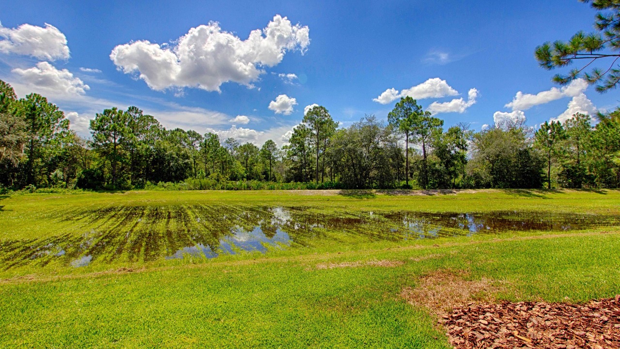 Photo of Others in Orange Tree
