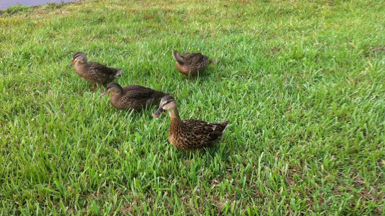 Photo of Outdoor in Windward Cay