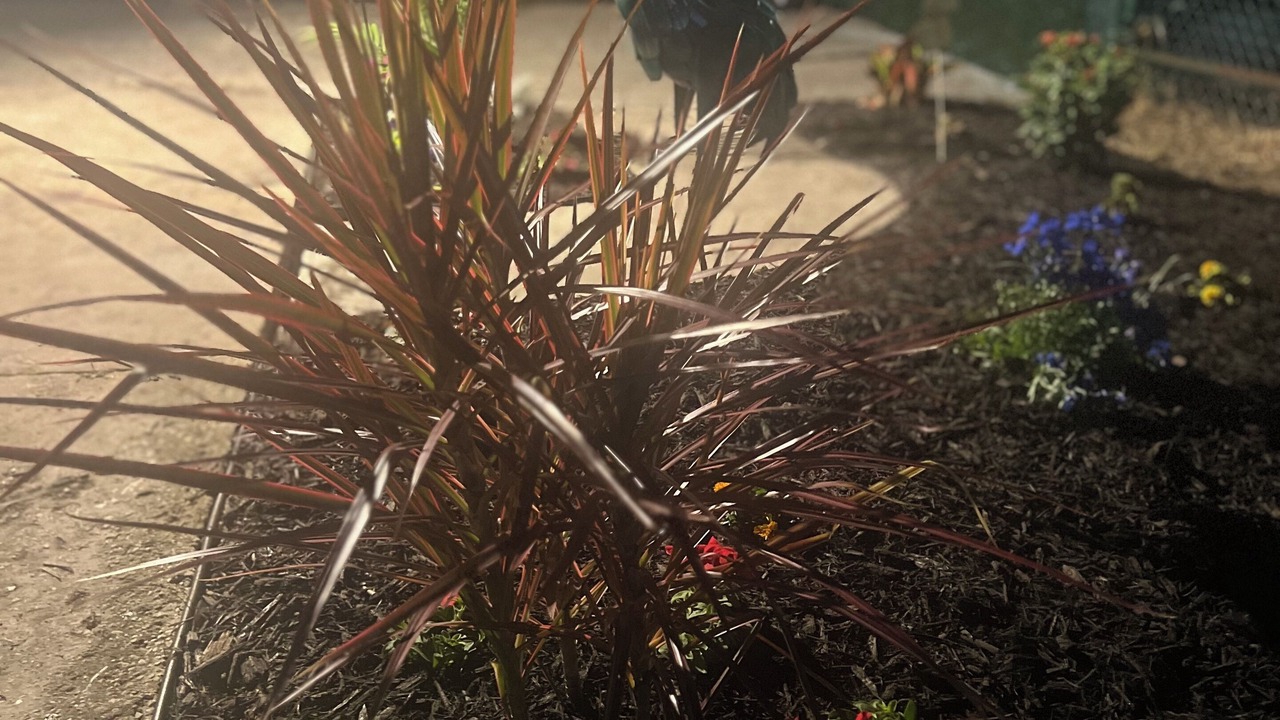 Photo of Outdoor in Southwest Orlando